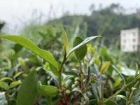 Wuzhou “Yue” 悦 1st Grade Liu Bao Tea, 100g